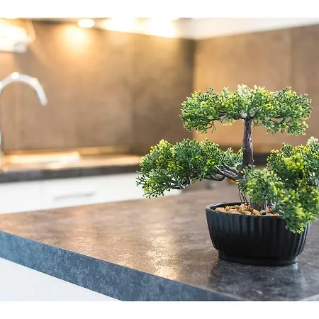 Olive Tree Split