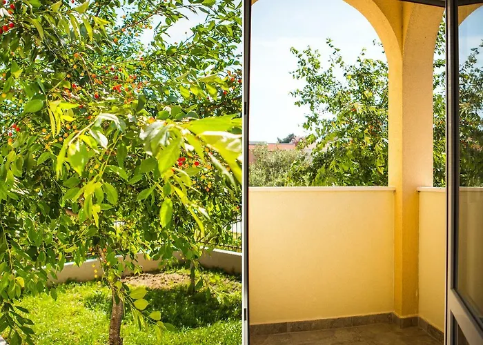 Olive Tree Split